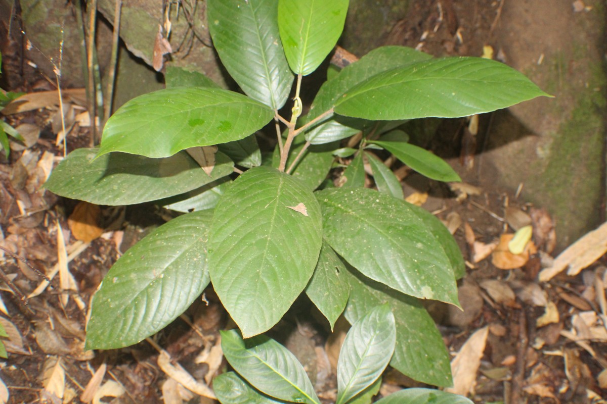 Baccaurea motleyana (Müll.Arg.) Müll.Arg.